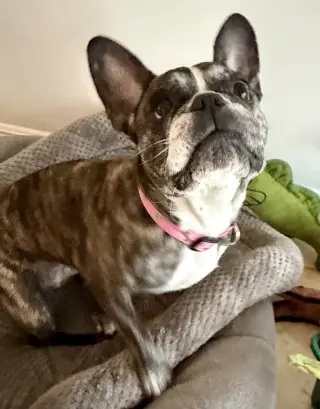 Purebred French Bulldog Dolly