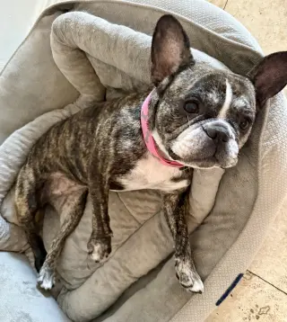 Purebred French Bulldog Dolly