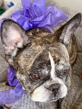Purebred French Bulldog Dolly