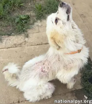 Parker in TN - Happy Boy Who Loves EVERYONE!