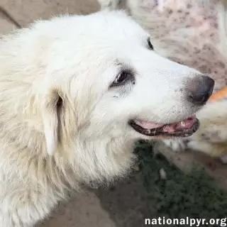 Petunia in MA - A Chill Old Lady!