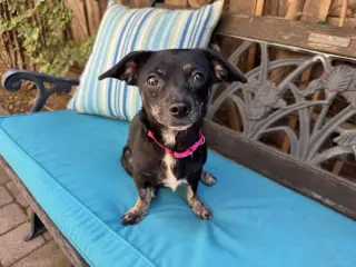 Maisy
