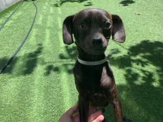 Roscoe