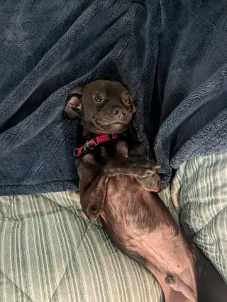 Roscoe
