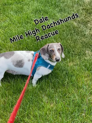 Dale