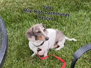 Dale