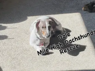 Dale