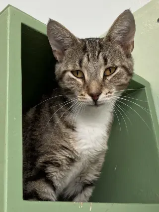 Jag
