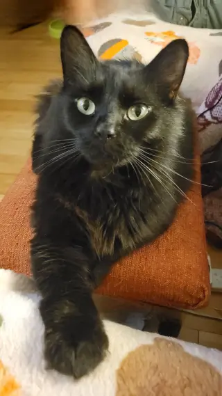 Scottie