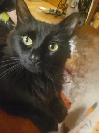 Scottie