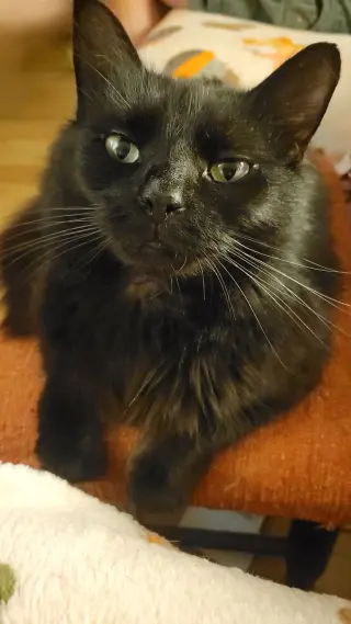 Scottie