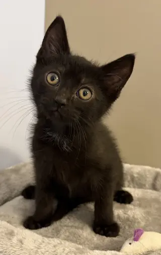 Howard