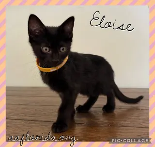 Eloise