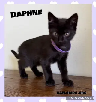 Daphne