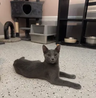 Odin =^.^=