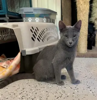 Odin =^.^=