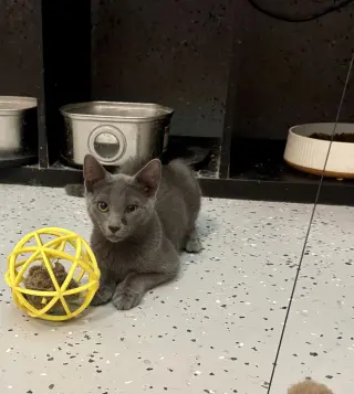 Odin =^.^=