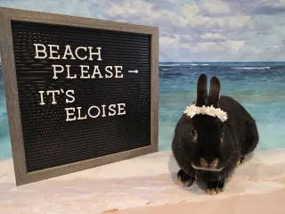 Eloise