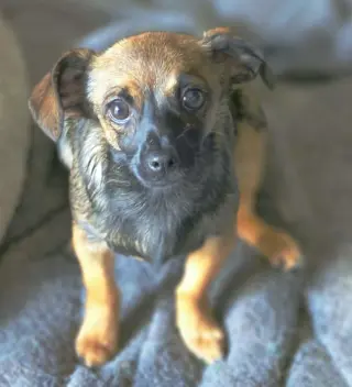 Tangi