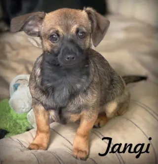 Tangi