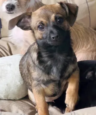 Tangi