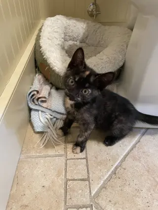 Rosie KITTEN