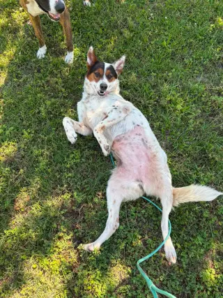 Pippa