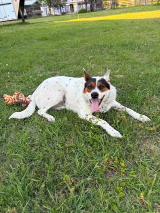 Pippa