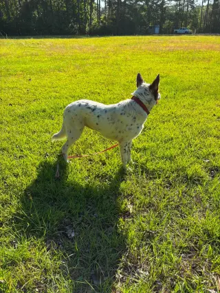 Pippa