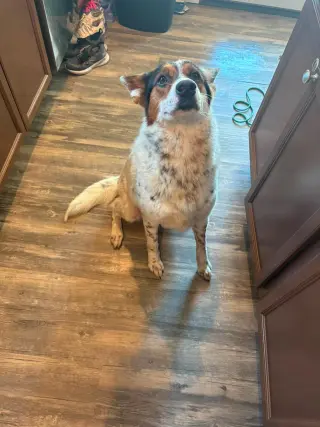 Pippa