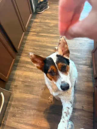 Pippa
