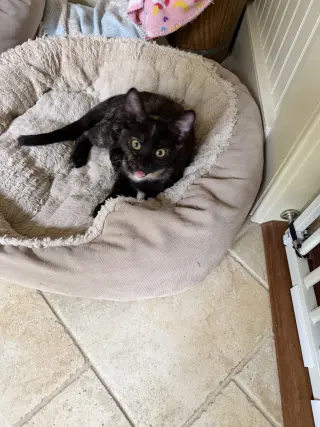 Lulu KITTEN