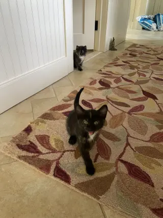 Lulu KITTEN