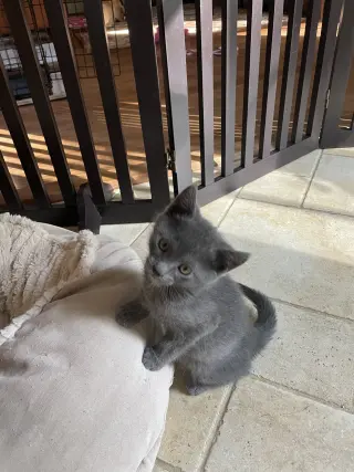Wally KITTEN