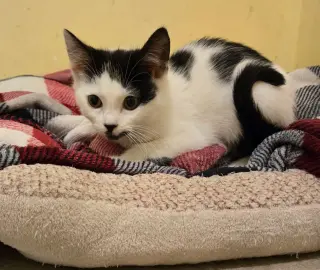 Licorice