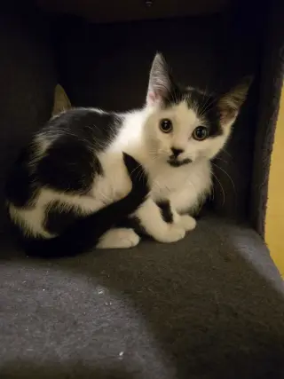 Licorice