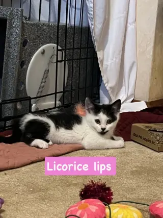 Licorice