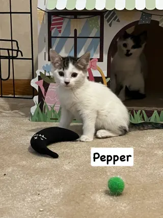 Pepper