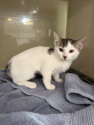 Pepper