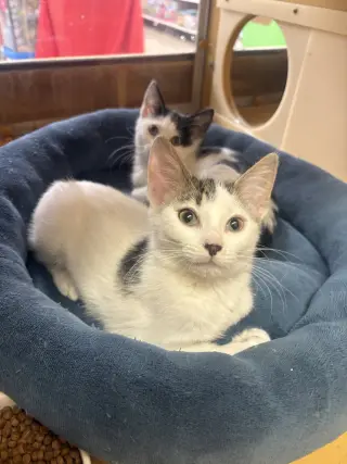Pepper