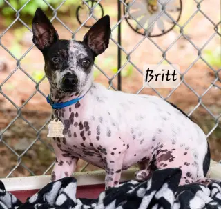 Britt
