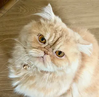 Sir Whiskerton