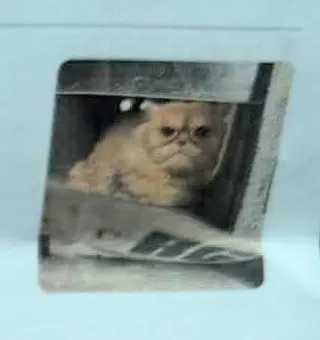 Sir Whiskerton