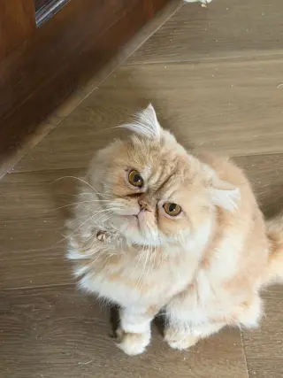 Sir Whiskerton