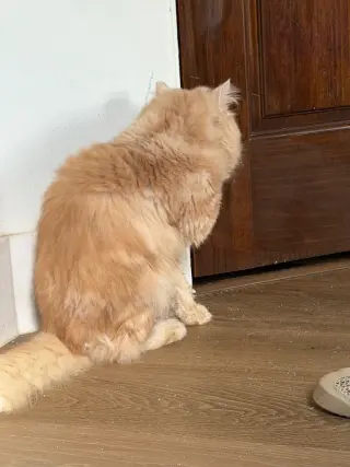Sir Whiskerton