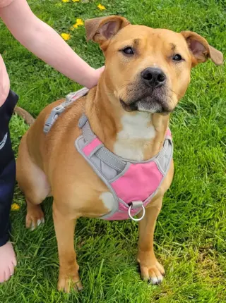 Nova