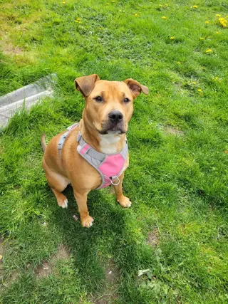 Nova