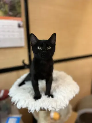 Allen