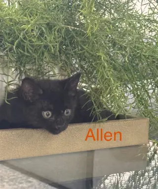 Allen