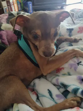 Otis